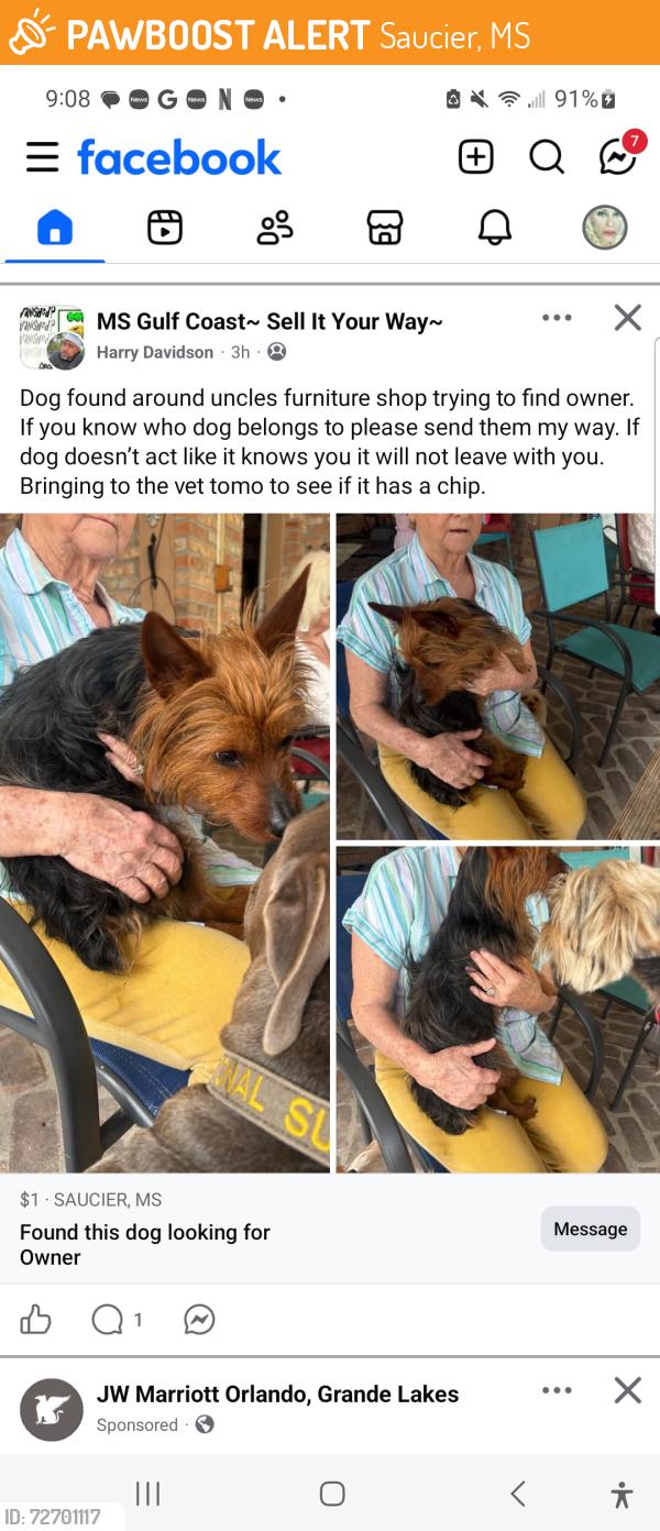 Found/Stray Unknown Dog last seen Furniture Store Saucier, MS, Saucier, MS 39574