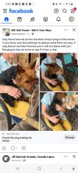 Found/Stray Unknown Dog last seen Furniture Store Saucier, MS, Saucier, MS 39574