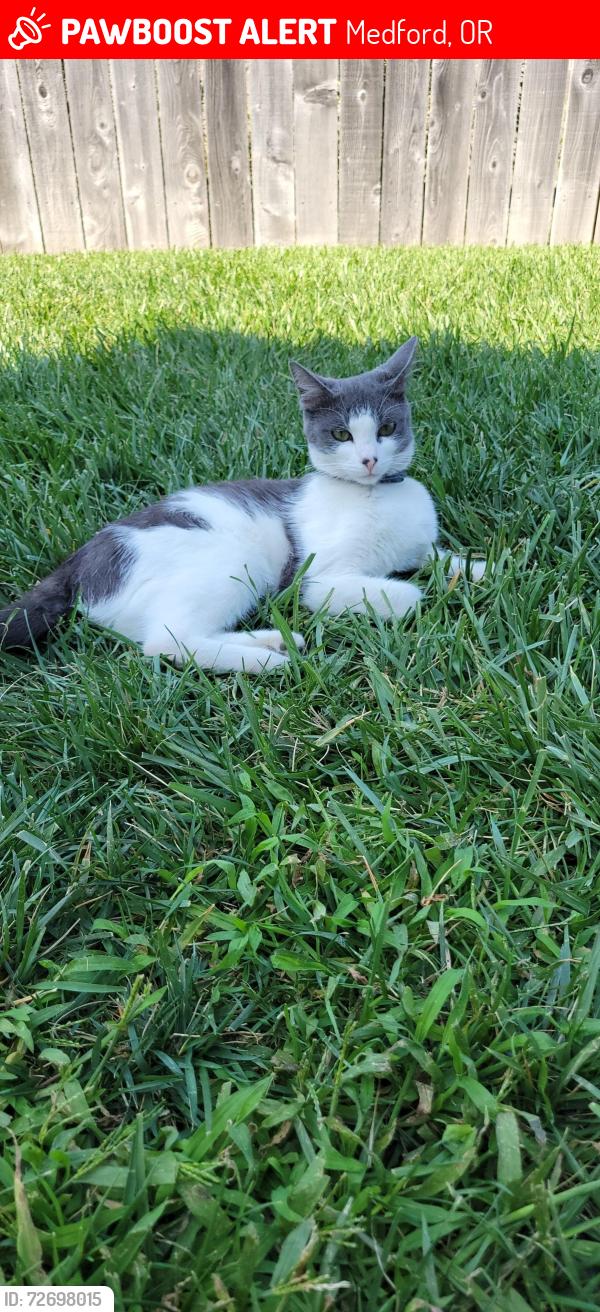 Lost Female Cat last seen Pendleton Dr Medford Oregon , Medford, OR 97501