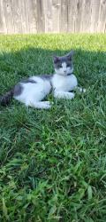 Lost Female Cat last seen Pendleton Dr Medford Oregon , Medford, OR 97501