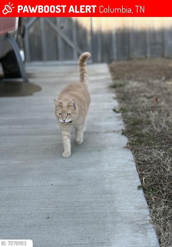 Lost Male Cat last seen Carters Creek Station Rd and Butler, Columbia, TN 38401