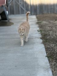 Lost Male Cat last seen Carters Creek Station Rd and Butler, Columbia, TN 38401