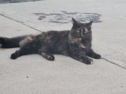 Found/Stray Unknown Cat last seen Tobias and rayen, Los Angeles, CA 91402