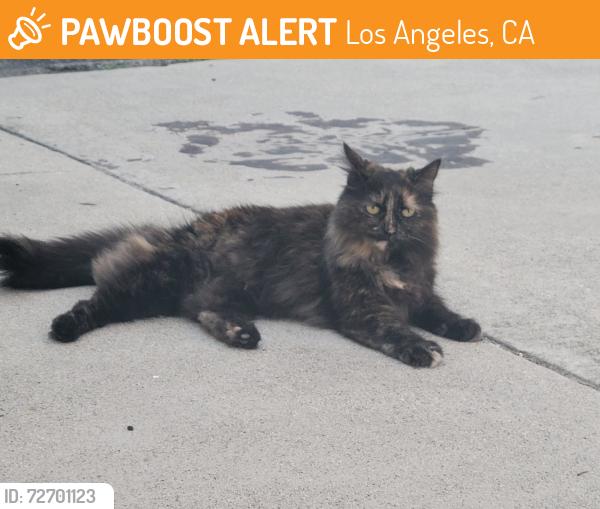 Found/Stray Unknown Cat last seen Tobias and rayen, Los Angeles, CA 91402