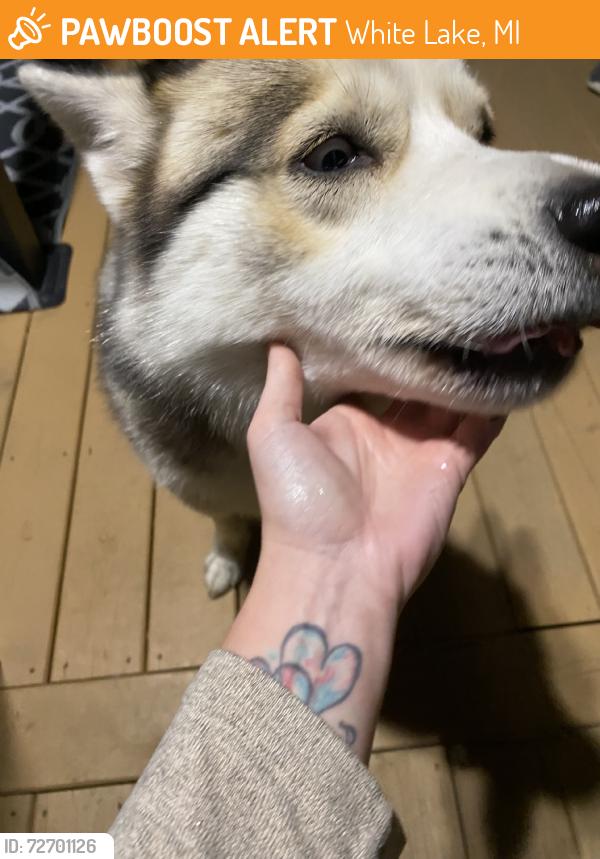 Found/Stray Unknown Dog last seen Mckeachie and jackson blvd, White Lake, MI 48383