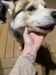 Found/Stray Unknown Dog last seen Mckeachie and jackson blvd, White Lake, MI 48383