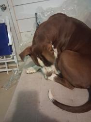 Found/Stray Female Dog last seen Malvern drive, Concord, NC 28025