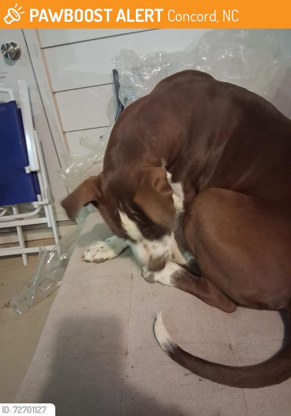 Found/Stray Female Dog last seen Malvern drive, Concord, NC 28025