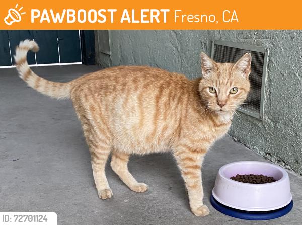 Found/Stray Female Cat last seen Farris/ Avenue , Fresno, CA 93650