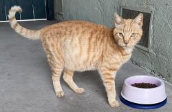 Found/Stray Female Cat last seen Farris/ Avenue , Fresno, CA 93650
