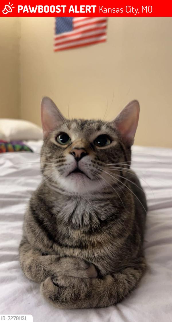 Lost Female Cat last seen N forest ave, Kansas City, MO 64110