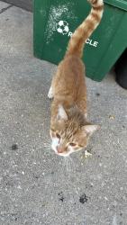 Found/Stray Male Cat last seen inson & marston, Philadelphia, PA 19146