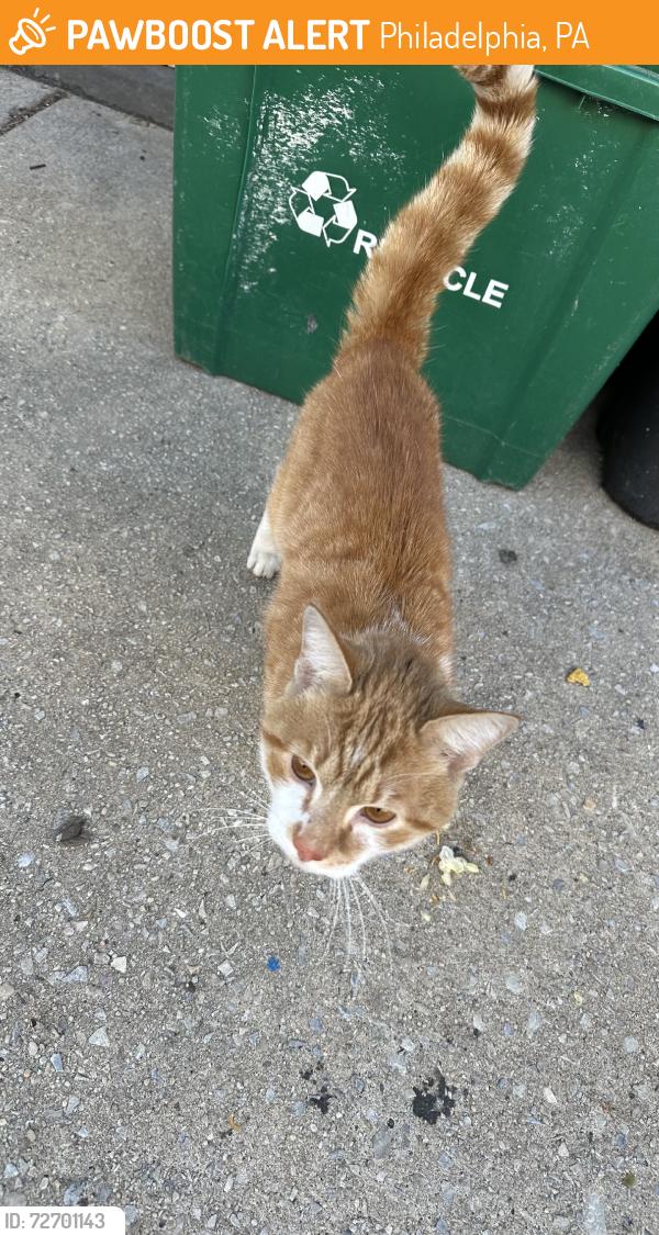 Found/Stray Male Cat last seen inson & marston, Philadelphia, PA 19146