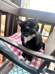 Lost Female Cat last seen Ashford Creek s, across from Blackburn Park, Brookhaven, GA 30319