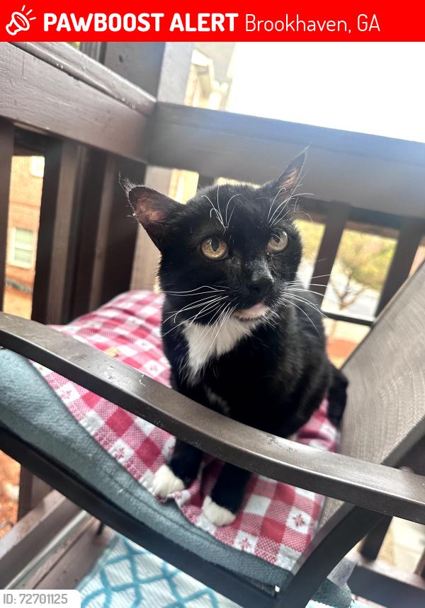 Lost Female Cat last seen Ashford Creek s, across from Blackburn Park, Brookhaven, GA 30319