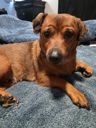 Lost Female Dog last seen Near 164th st , Lynnwood, WA 98087