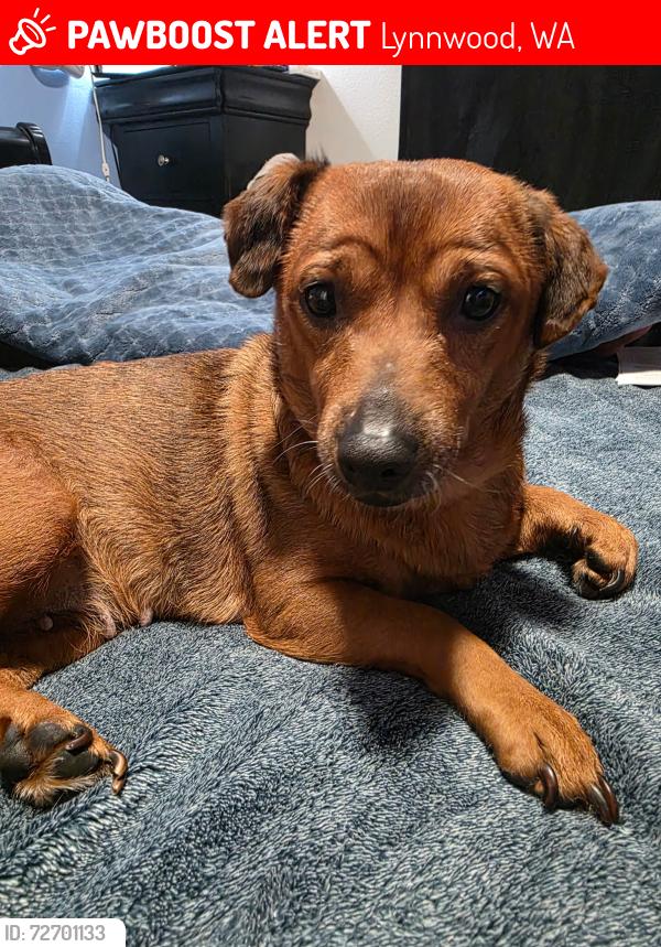 Lost Female Dog last seen Near 164th st , Lynnwood, WA 98087