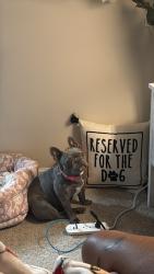Lost Female Dog last seen Near beethoven circle, Riverdale, GA 30296