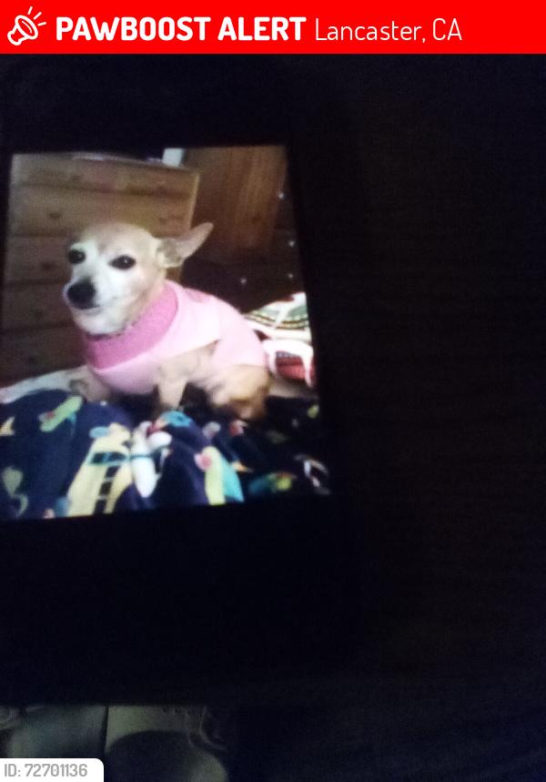 Lost Female Dog last seen 13th W st. And Ave I, Lancaster, CA 93534