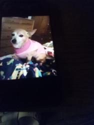 Lost Female Dog last seen 13th W st. And Ave I, Lancaster, CA 93534