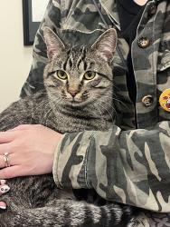 Found/Stray Male Cat last seen In the Target parking lot, Crystal, MN 55428