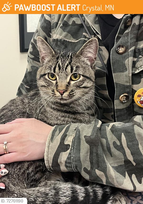 Found/Stray Male Cat last seen In the Target parking lot, Crystal, MN 55428