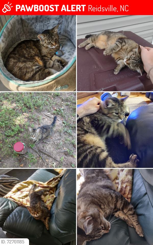 Lost Female Cat last seen Pettigrew St and Lawsonville Ave , Reidsville, NC 27320