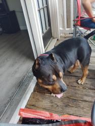 Lost Male Dog last seen Simpson/Westlake , Atlanta, GA 30314
