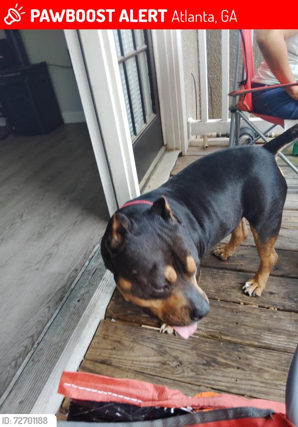 Lost Male Dog last seen Simpson/Westlake , Atlanta, GA 30314