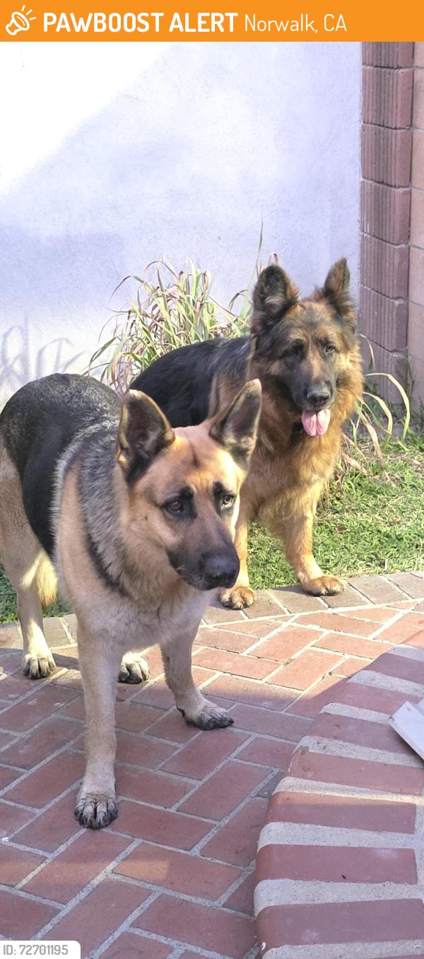 Found/Stray Unknown Dog last seen Orr and Day and Graystone Avenue , Norwalk, CA 90650