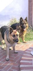 Found/Stray Unknown Dog last seen Orr and Day and Graystone Avenue , Norwalk, CA 90650