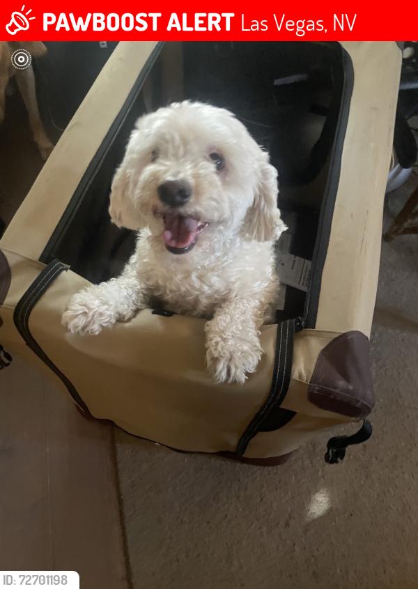 Lost Male Dog last seen Near w Tropicana Ave , Las Vegas, NV 89103