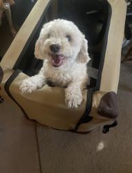 Lost Male Dog last seen Near w Tropicana Ave , Las Vegas, NV 89103