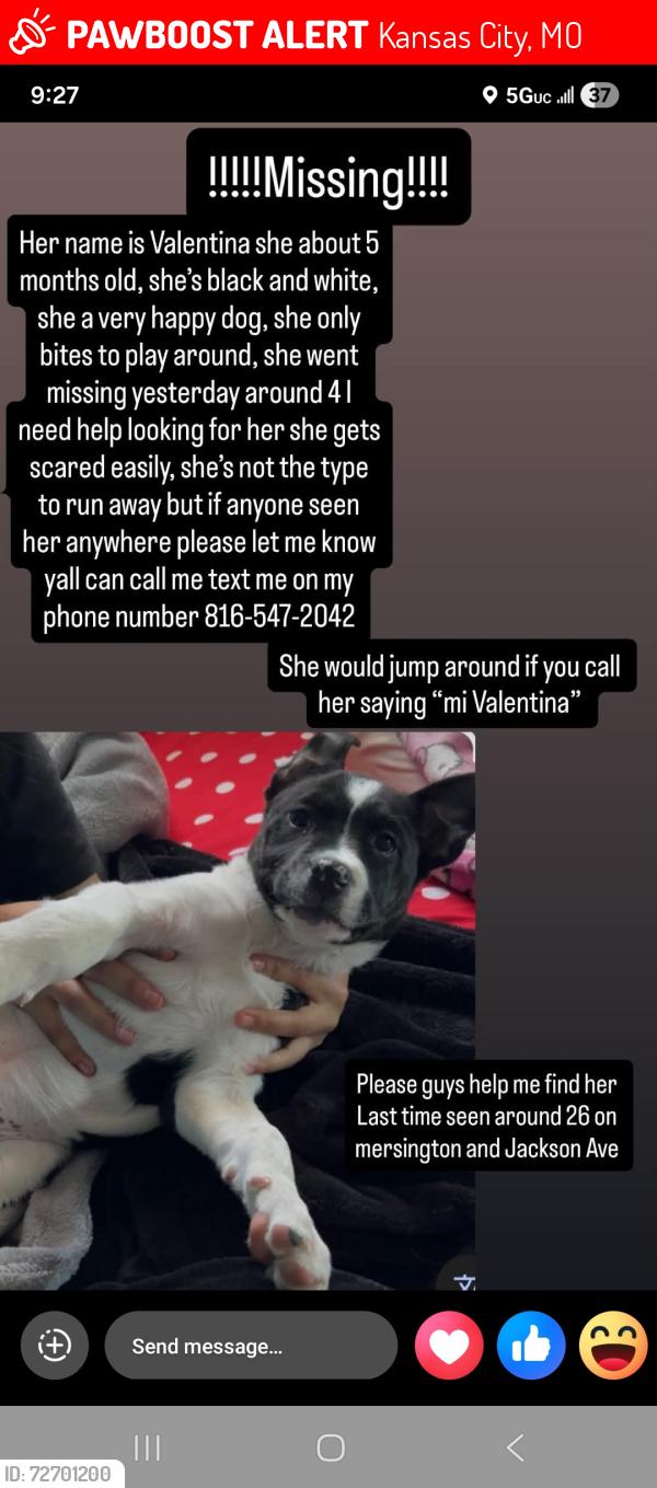 Lost Female Dog last seen Victory outreach Kansas city, Kansas City, MO 64128