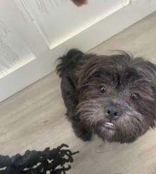 Lost Male Dog last seen Crowders rd, Gastonia, NC 28052