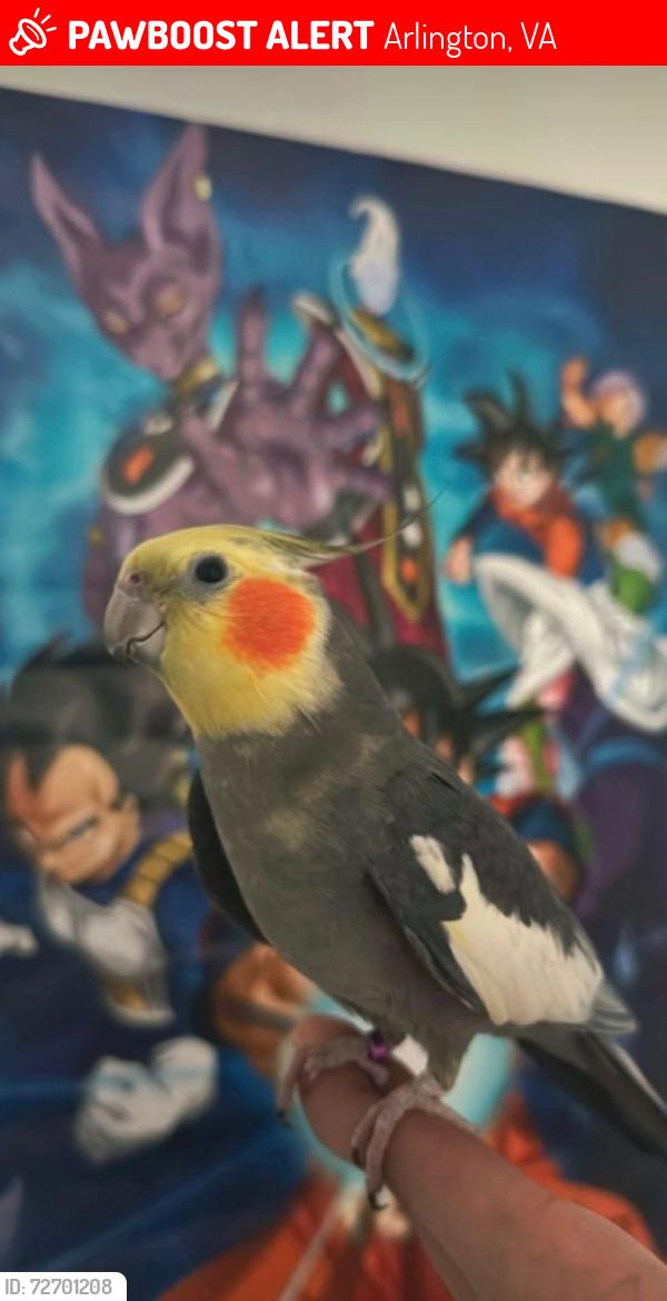 Lost Male Bird last seen 24th st, Arlington, VA 22206