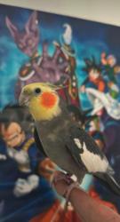 Lost Male Bird last seen 24th st, Arlington, VA 22206