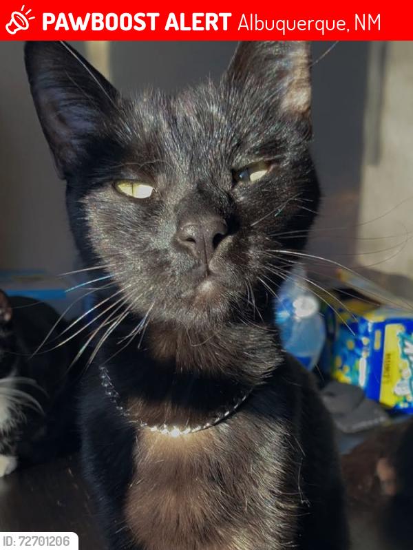 Lost Female Cat last seen Near erson , Albuquerque, NM 87106