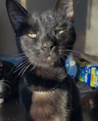 Lost Female Cat last seen Near erson , Albuquerque, NM 87106
