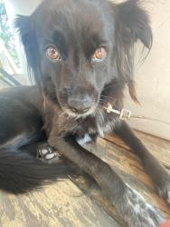 Lost Female Dog last seen Near Avenue A , Katy, TX 77493