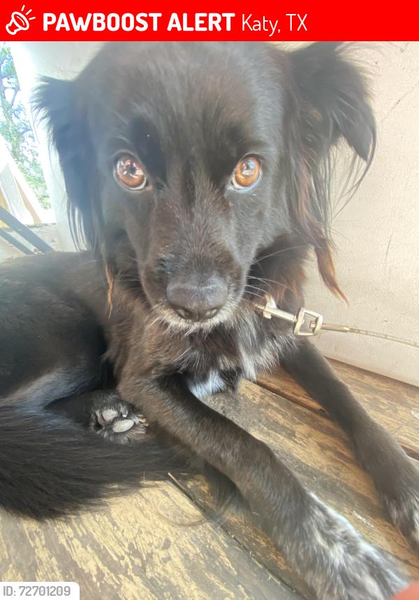 Lost Female Dog last seen Near Avenue A , Katy, TX 77493