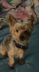 Lost Male Dog last seen West 2nd St, Garland, NC 28441