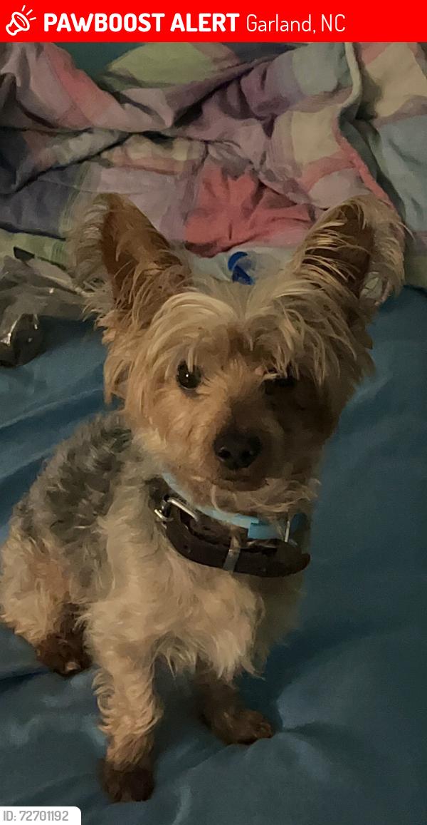 Lost Male Dog last seen West 2nd St, Garland, NC 28441