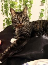Lost Male Cat last seen Bonneylake, Bonney Lake, WA 98391