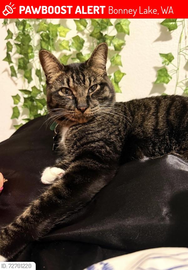 Lost Male Cat last seen Bonneylake, Bonney Lake, WA 98391