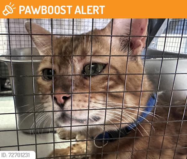 Found/Stray Male Cat last seen Main in between Ellsworth and Crimson, Maricopa County, AZ 85207