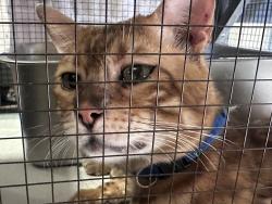 Found/Stray Male Cat last seen Main in between Ellsworth and Crimson, Maricopa County, AZ 85207