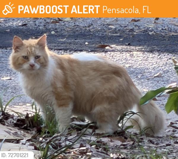 Found/Stray Unknown Cat last seen Hope drive/shamrock drive , Pensacola, FL 32534