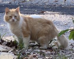 Found/Stray Unknown Cat last seen Hope drive/shamrock drive , Pensacola, FL 32534