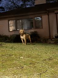 Found/Stray Male Dog last seen Piedmont way NE, Atlanta, GA 30324
